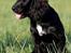 Blanding af racer Blanding *Luna* - vaaarmt
