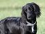 Blanding af racer Blanding *Luna* - hvad siger i dog?