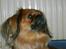 Tibetansk spaniel Teddy  R.I.P. - Nej mor, ikke flere billeder!!!!!