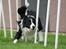 Border collie Tarco *himmelhund* - Tarco løber en super hurtig slalom (billedet er taget af Åsa E)