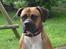 Amerikansk bulldog Tess - taget den 17/5 2006