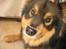 Finsk lapphund Lapinlempi Aamuntuike - hej mor