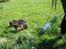 Finsk lapphund Lapinlempi Aamuntuike - Ha jeg kunne.......se en mosegris