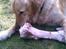 Golden retriever Augustus *Brutus* *R.I.P.* - Grrr. DET ER MIT KØDBEN!!!