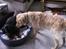 Golden retriever Augustus *Brutus* *R.I.P.* - Hej Amy vil du lege