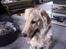 Golden retriever Augustus *Brutus* *R.I.P.* - Ja hva sker der her 