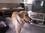 Golden retriever Augustus *Brutus* *R.I.P.* - Alt skal undersøges