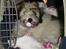 Coton de tulear Noah - Til min brors konfirmation fik Noah fat i en babysut.. Er han ikke kær??