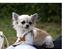 Chihuahua Nala