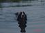 Engelsk springer spaniel kvik