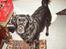 Flat coated retriever Gissa - Go´dag