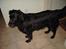 Flat coated retriever Gissa - Shh .. jeg høre noget .. 