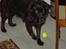 Flat coated retriever Gissa - daaah 