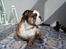 Engelsk bulldog Mojo  * R.I.P. * :´( 