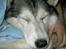 Siberian husky Jazzy