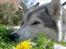 Siberian husky Jazzy