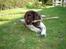 Engelsk springer spaniel Luka