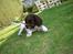 Engelsk springer spaniel Luka
