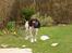 Engelsk springer spaniel Luka