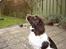 Engelsk springer spaniel Luka