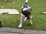 Engelsk springer spaniel Luka