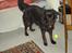 Flat coated retriever Gissa - muhaha