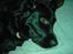 Flat coated retriever Gissa - Go´nat