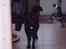 Flat coated retriever Gissa - ..