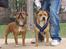 Staffordshire bull terrier ""(Engelsk) ""Gizmo"" - Smukke Store Bror Cocio Og Gizmo Der bare Vokser :D