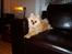 Pomeranian Django - han klær´ jo sofa´en  meget godt!:0)