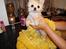 Pomeranian Django - en af django´s mange bade. lille pus..