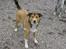 Blanding af racer Julle