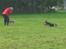 Schæferhund Lion - SAVN :'( - Hundetræning, kommandoen BLIV, og så går far en tur XD