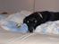 Blanding af racer R.I.P. Molly R.I.P. - 10) Molly oppe i min seng..