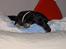 Blanding af racer R.I.P. Molly R.I.P. - 11) Molly oppe i min seng.