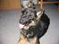 Schæferhund Balto R.I.P 23/6 2009 - Er jeg ikke bare sød?