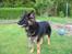 Schæferhund Balto R.I.P 23/6 2009