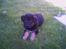Schæferhund Balto R.I.P 23/6 2009 - første dag hos os