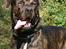 Dogo canario Samson - R.I.P