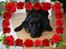 Labrador retriever Formel 1 *Fie <3* - Miin Smukke Fie <´3