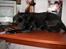 Labrador retriever Formel 1 *Fie <3* - og så ligger jeg her