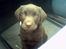 Labrador retriever Gizmo - Her sidder jeg i mors bil!