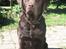 Labrador retriever Gizmo - Halløjsa for en steg!