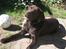 Labrador retriever Gizmo - Er jeg ikke flot!?