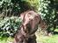 Labrador retriever Gizmo - Var der nogen der sagde MAD!!!?