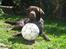 Labrador retriever Gizmo - Mig og min elskede bold!