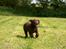 Labrador retriever Gizmo - Af banen!!