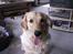Golden retriever Augustus *Brutus* *R.I.P.*