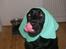 Labrador retriever Formel 1 *Fie <3* - mmm. dejlig hunde kiks