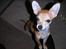 Chihuahua Samson